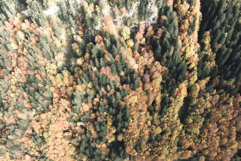 Herbstwald von oben, Lärchen und Tannen in Gold